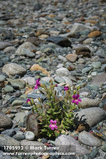 Lewis's Monkeyflower on Baker River gravel bar
