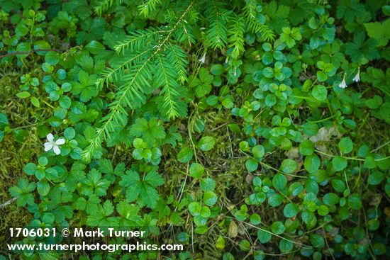 Twinflower, Strawberry Bramble w/ Western Hemlock bough