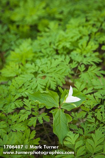 Pacific Trillium blooming among Bleeding Heart foliage