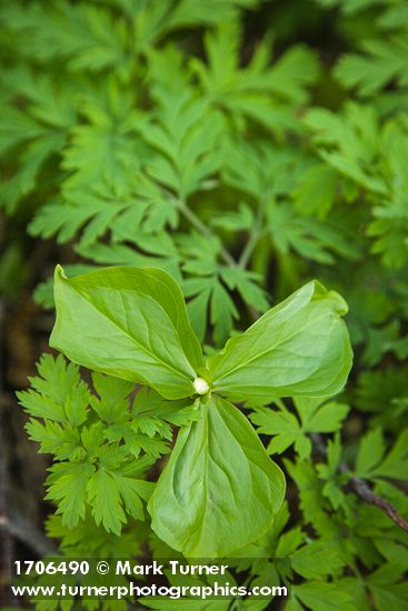 Pacific Trillium in bud among Bleeding Heart foliage
