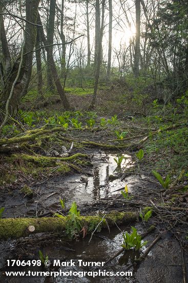 Skunk Cabbage in forest wetland