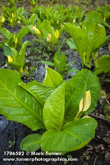 Skunk Cabbage