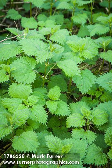 Nettle foliage