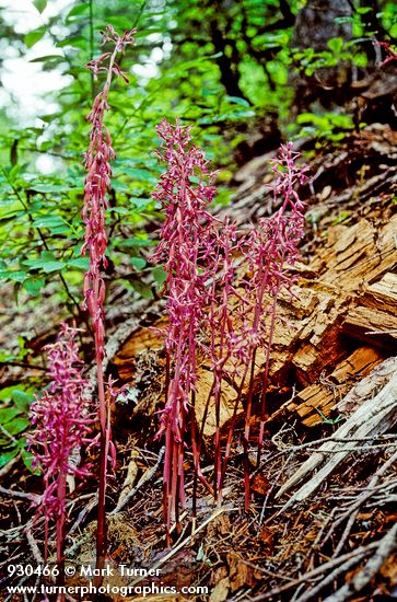 Western Coralroot among decaying wood