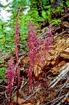 Western Coralroot among decaying wood
