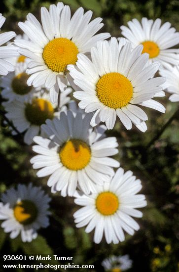 Ox-eye Daisy
