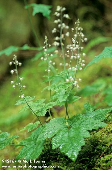 Tiarella