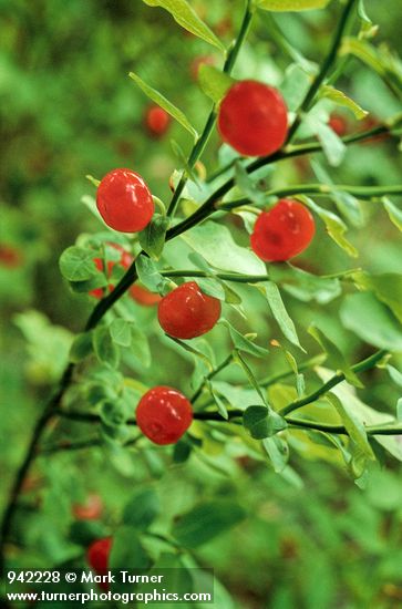 Red Huckleberry berries
