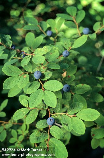 Oval-leaved Huckleberry w/fruit