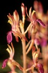 Western Coralroot