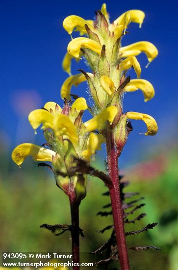 Mt. Rainier Lousewort