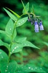 Bluebells (Tall Lungwort)