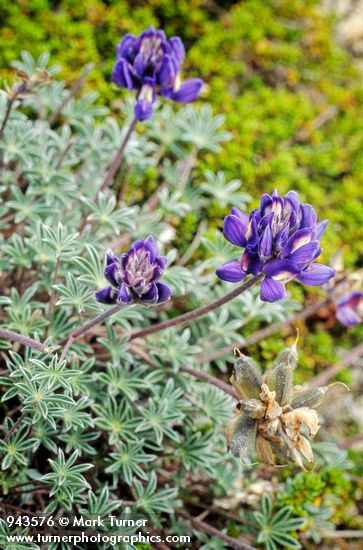 Dwarf Lupine