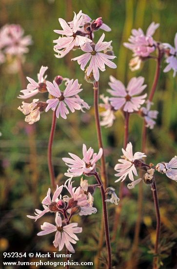 Small-flowered Prairie Star