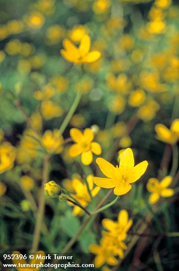 Western Buttercups
