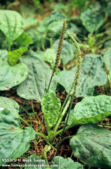Broadleaf Plantain