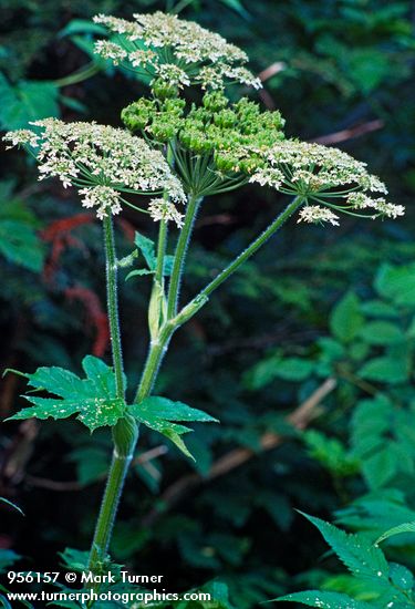 Cow Parsnip