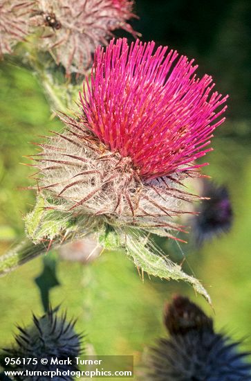 Thistle flower head