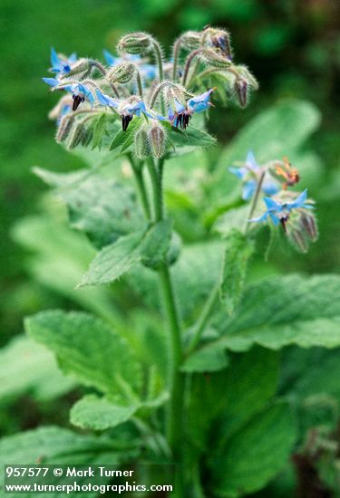Borage blossoms