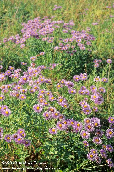 Giant Mountain Aster