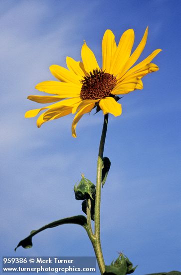 Kansas Sunflower from below