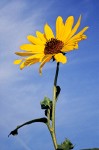 Kansas Sunflower from below