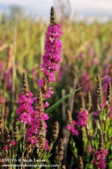 Purple Loosestrife