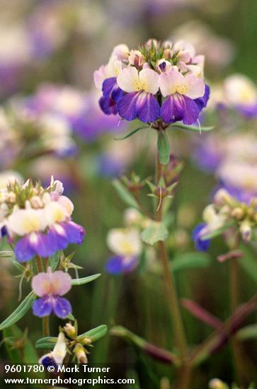 Giant Blue-Eyed Mary