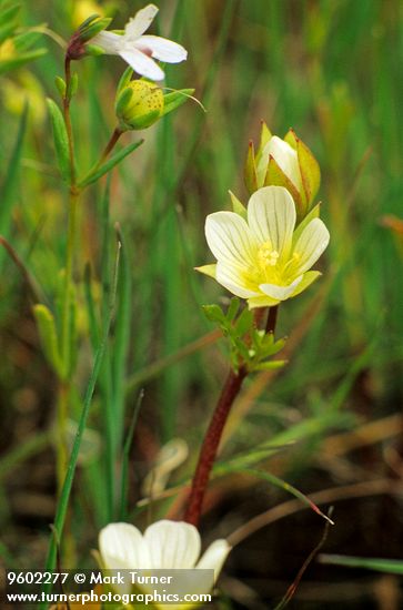 Dwarf Wooly Meadowfoam blossom