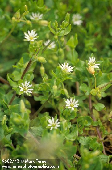 Common Chickweed
