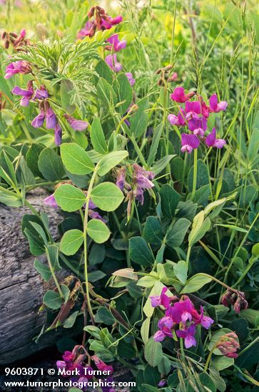 Beach Pea