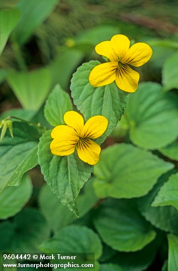 Smooth Yellow Violet blossoms