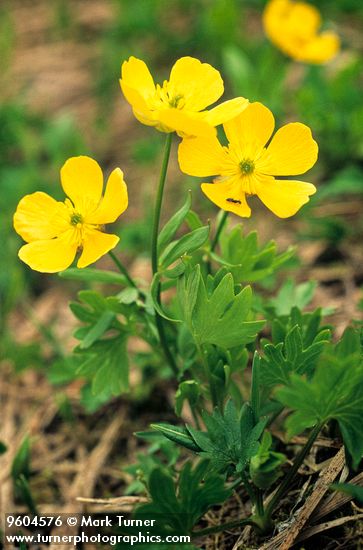 Subalpine Buttercup
