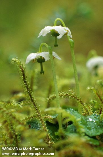 Single Pyrola among moss