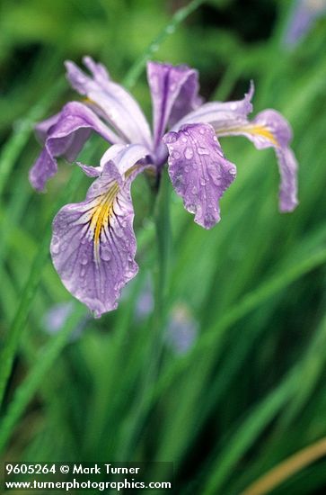 Tough-leaf Iris blossom after rain