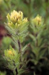 Small-Flowered Paintbrush flower head w/dew drops