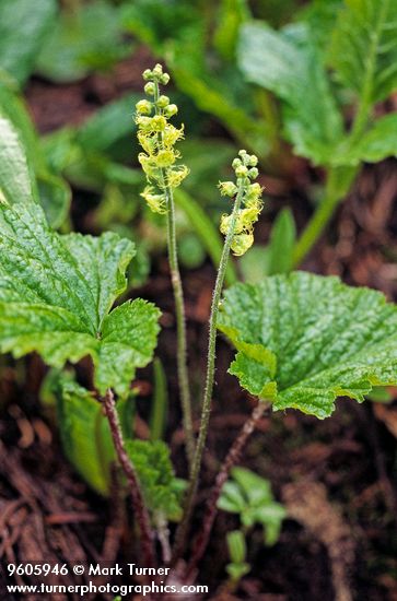 Brewer's Miterwort