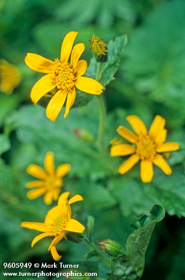 Broad-leaf Arnica blossoms
