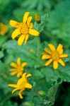 Broad-leaf Arnica blossoms