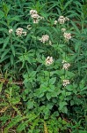 Sitka Valerian
