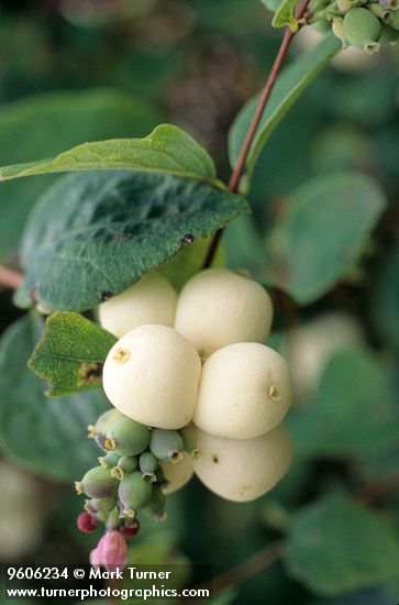Snowberry berries detail in early autumn