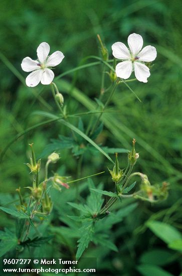 White Geranium