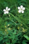 White Geranium