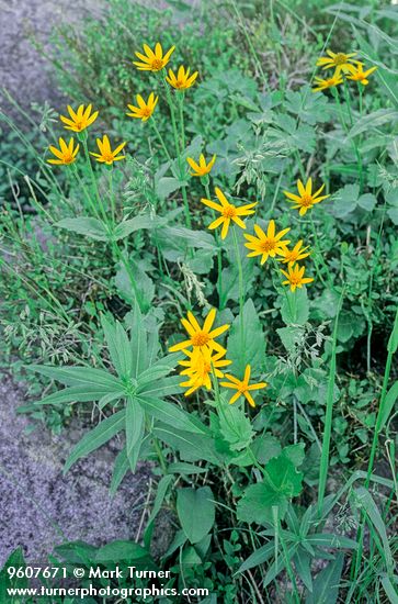 Clump of Arnica among rocks
