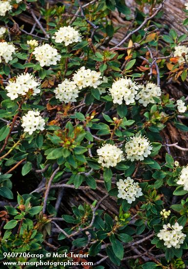 Labrador Tea