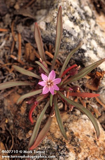 Dwarf Lewisia