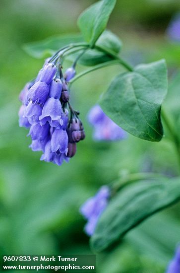 Mountain Bluebell blossoms