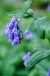 Mountain Bluebell blossoms