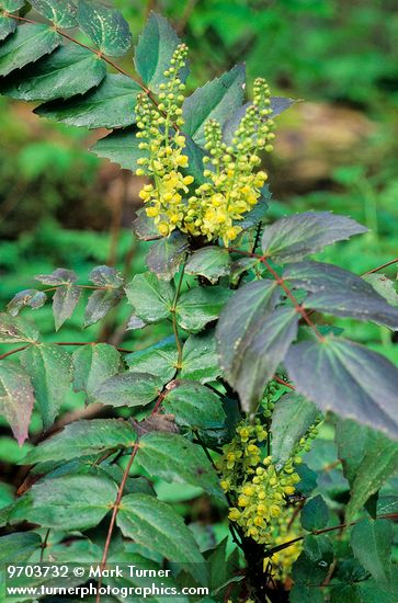 Oregon Grape blossoms & foliage
