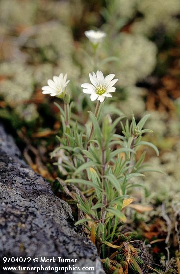 Meadow Chickweed adjacent to rock